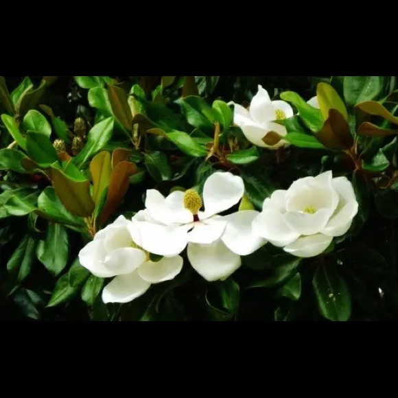 Meet your Posher, Bill - Picture 1 of 1